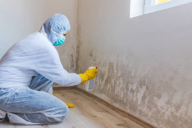 Licensed Basement Mold Remediation service in Front Royal, VA - Car Mold Remediation