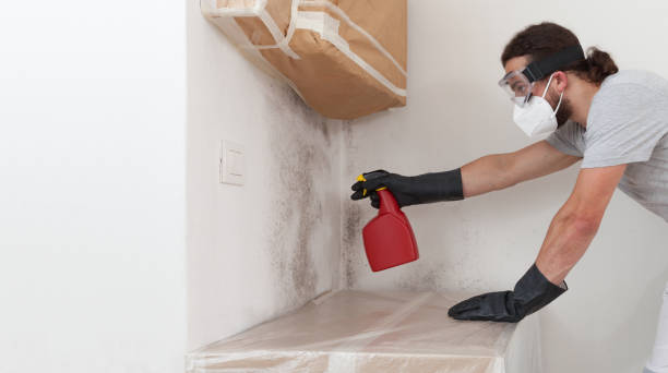 Professional Basement Mold Remediation technician working in Front Royal, VA