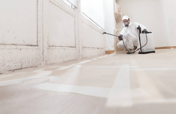 24/7 Emergency Basement Mold Remediation experts in Front Royal, VA
