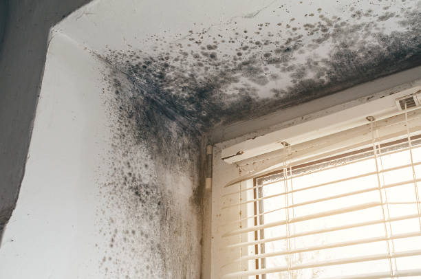 Affordable Basement Mold Remediation solutions in Front Royal, VA