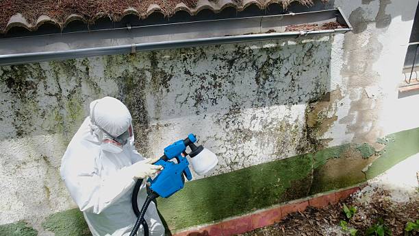 Top rated local Basement Mold Remediation specialists in Front Royal, VA